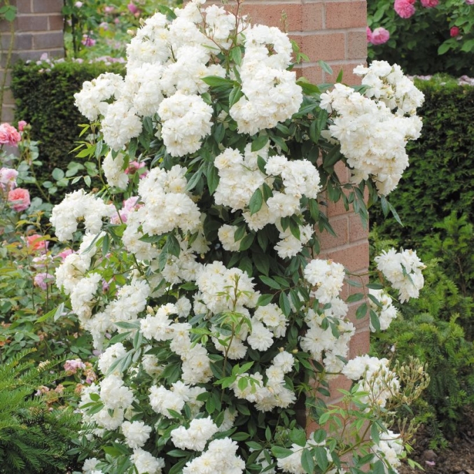 Сорта мелкоцветковых белых роз: подборки, фото и отзывы