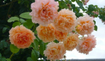 Крупноцветковые плетистые розы: зимостойкие сорта, цветущие все лето