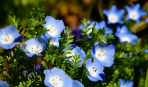 Модный монохромный сад: в синих тонах