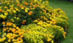 Солнечный сад в желтых оттенках