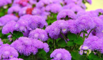 Магия сада в фиолетовых оттенках