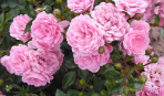 Почвопокровные розы: зимостойкие сорта, цветущие все лето