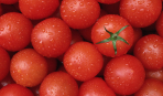 Полезные свойства помидоров