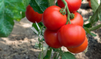 Выращивание томатов в последовательных посадках