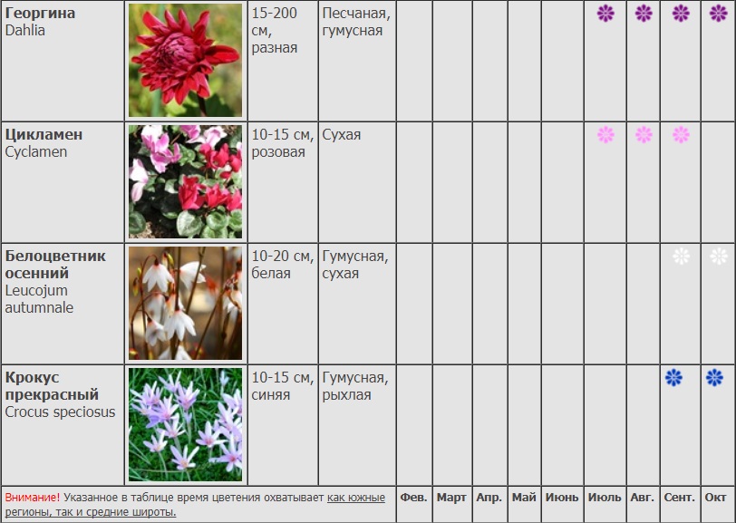 Когда начинают цвести цветы. Календарь цветения многолетников. Таблица периода цветения многолетников. Георгины схема посадки. Таблица цветения цветов.