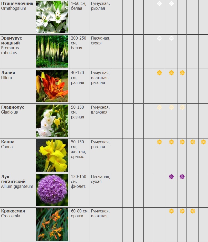 Сколько дней растут цветы. Схема посадки луковичных первоцветов. Сроки цветения многолетников. Таблица посадки луковичных. Таблица сроков цветения многолетников.