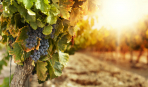 Как правильно пересадить взрослый куст винограда
