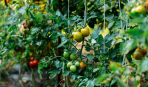 2 ведра помидоров с куста - реально: советы экспертов