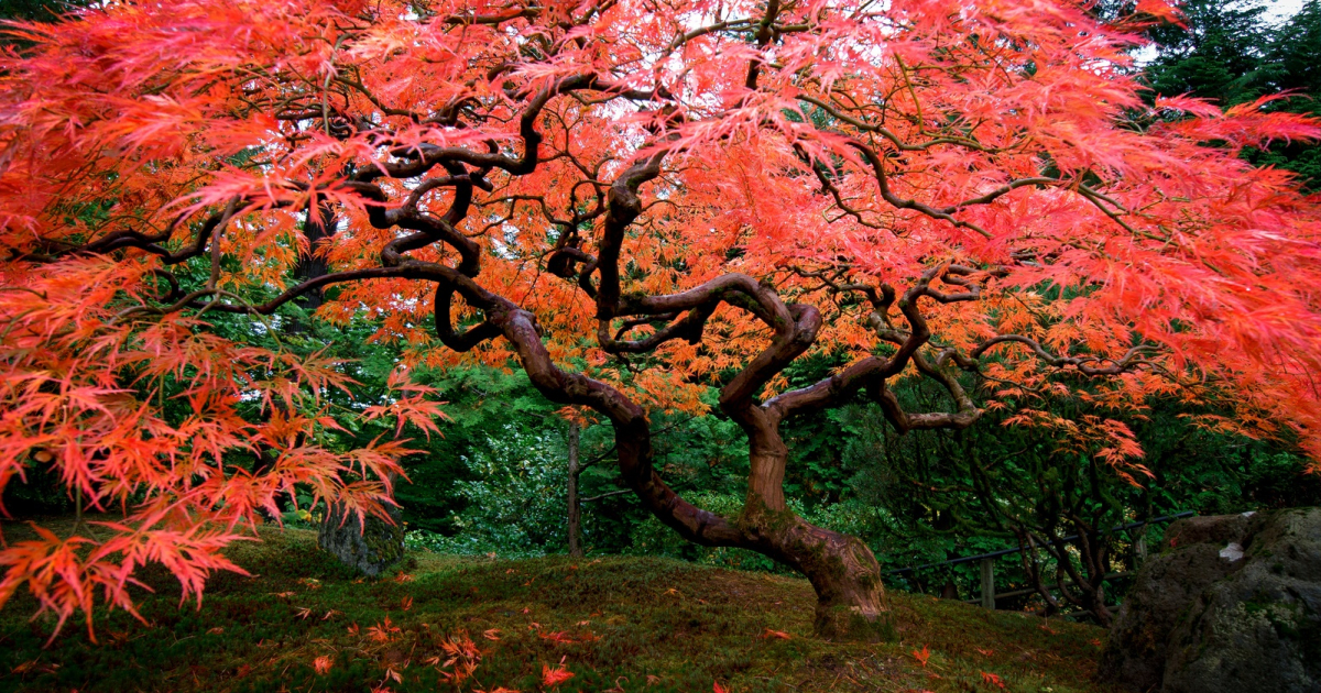 Яркие акценты: 5 деревьев и кустарников с красной листвой