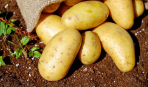Рекордный урожай: как вырастить картофель - в бочке