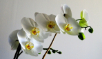Как правильно ухаживать за орхидеями