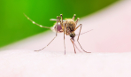 Количество комаров выросло втрое: как защититься