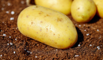 Топ-7 нестандартных способов выращивания картофеля