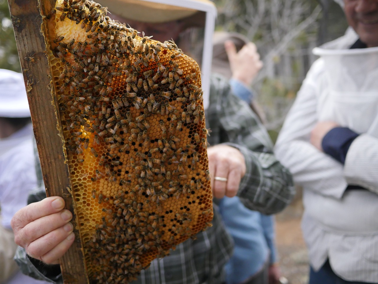 Как ухаживать за пчелами