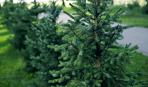 Серебристо-зеленая ель Биколор: особенности выращивания