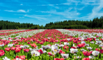 У Київській області відкрили унікальний парк квітів