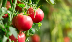 Натуральні добрива для томатів: готуємо самостійно