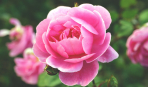 Как вырастить роскошные розы на балконе